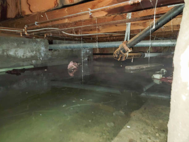 Best Basement water damage restoration  in Lisbon, ND